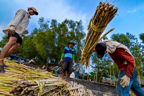 Admirez le 8ème Ramsar du Vietnam