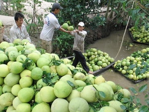 Vergers de fruits du Mékong