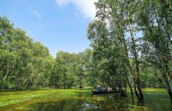 La beauté de  la forêt de cajeputiers de Tra Su au Delta du Mékong