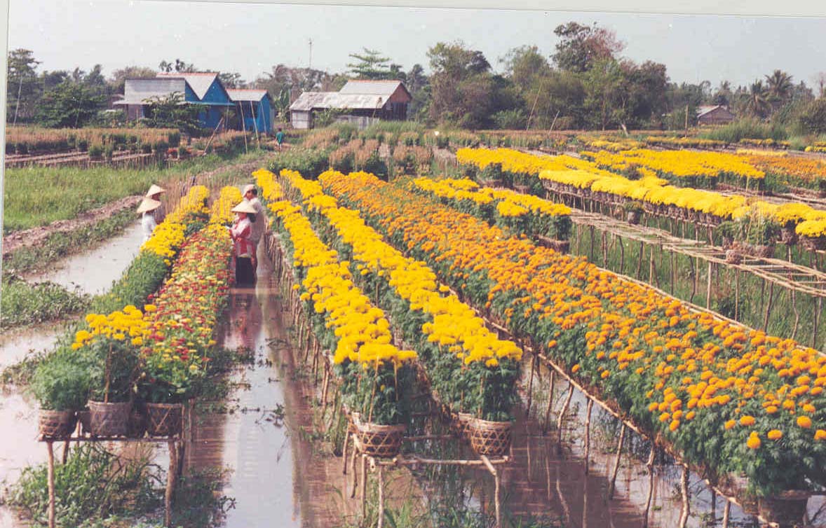 Jardin des fleurs à Sa Dec