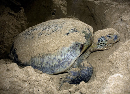 Tortue a l ile de con dao Vietnam