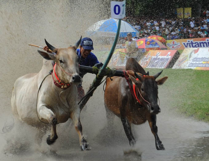 La joie de la course des vaches à Bay Nui, province d'An Giang