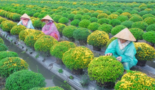 Découverte du royame de fruits, de fleurs ornementales avant le Têt 