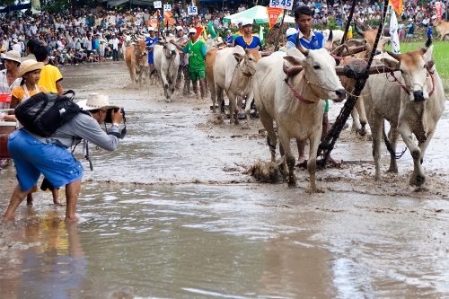 Le festival de la course des vaches animé Bay Nui à An Giang