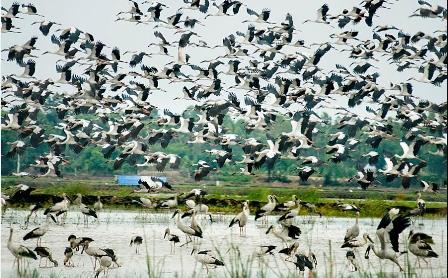 Le paradis des oiseaux à la forêt de Tra Su