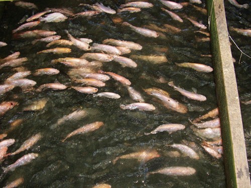 La saison des crues à l’amont du fleuve d’Hau