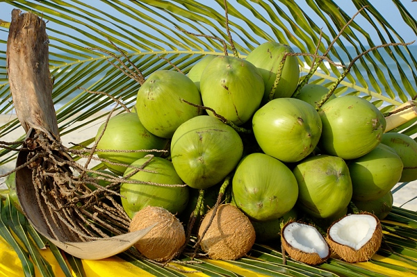Ben Tre - accueillir la quatrième édition du festival de la noix de coco