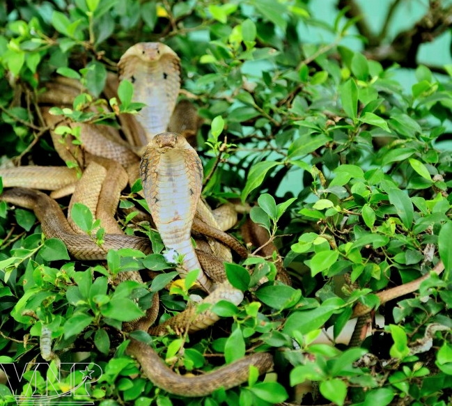 La ferme aux serpents de Dong Tam – la plus grande du Vietnam