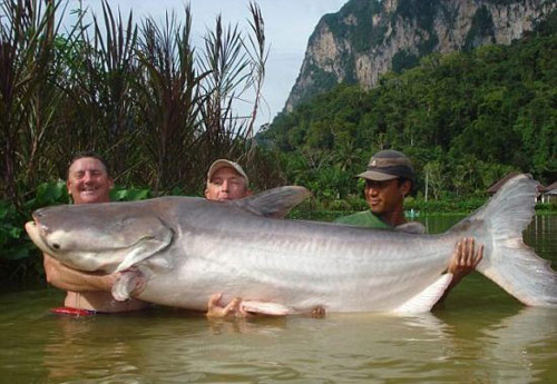 Admirer les hypergéants poissons au fleuve Mékong