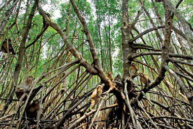 Réserve naturelle de Phu Thanh