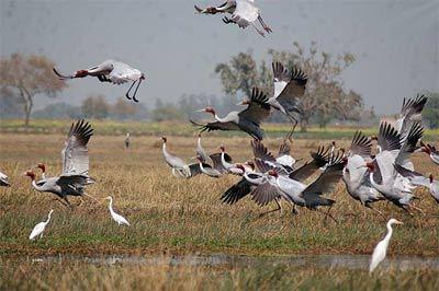 Visite des jardins aux oiseaux au Vietnam