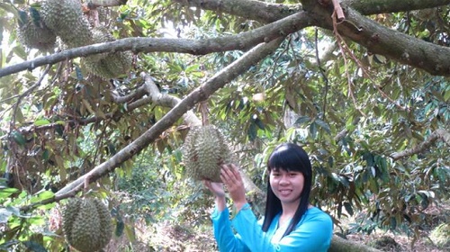 Durian 