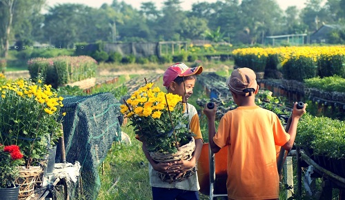 Le village des fleurs décoratives de Sa Dec