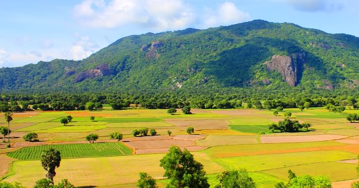 Les champs de riz à An giang, delta du Mekong