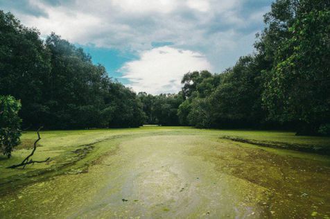 an giang la forêt Tra Su - circuit delta du Mékong