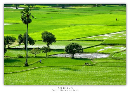 Paysage de la province d An Giang