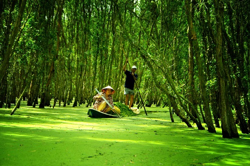 La barque mène les visiteurs à contempler la forêt de cajeputiers Tra Su