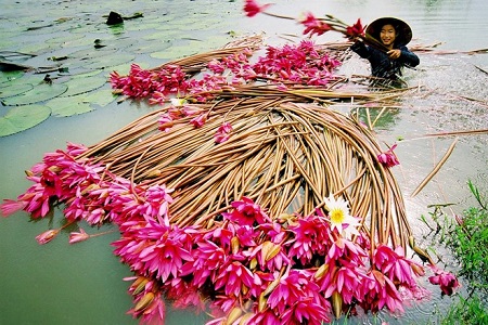 cueillir les fleurs de nénuphar à Chau Doc