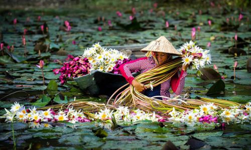 floraison des lotus