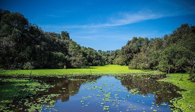 forêt inondée des cajeputiers de Tra Su