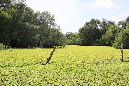 forêt de cajeputiers an giang