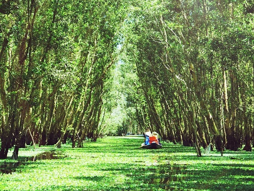 Forêt de cajeputiers Tra Su