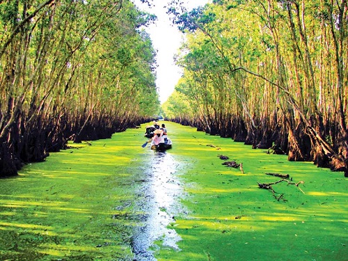 croisière dans la forêt de cajeputier de Tra Su pour admirer les paysages magnifiques