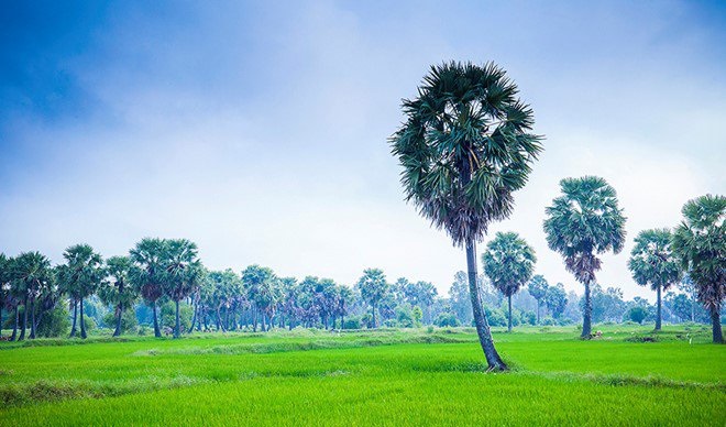 forêts de palmiers à sucre Chau Doc