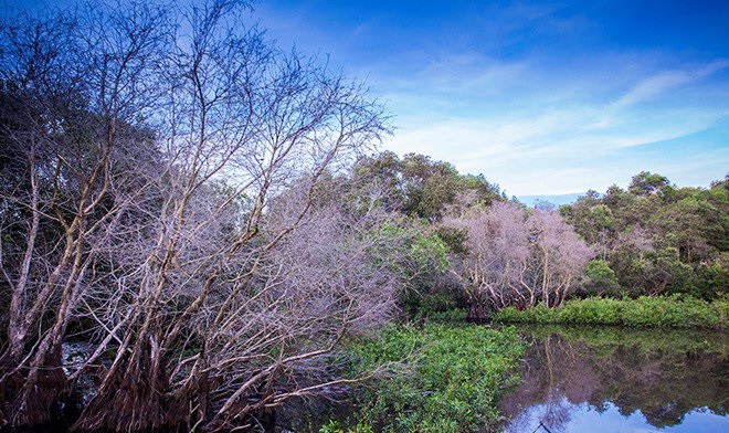 forêt inondée des cajeputiers de Tra Su