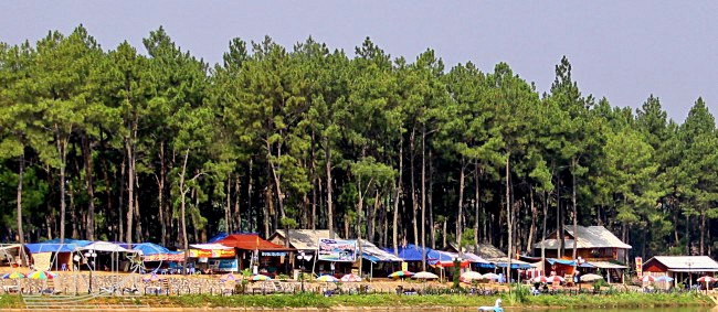 Foret de pins à Moc Chau