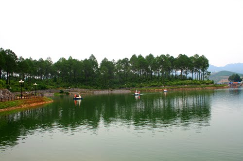 Foret de pins à Moc Chau