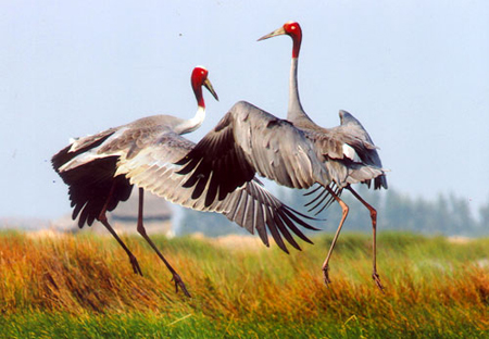 Les grues antigones au parc national de Tram Chim