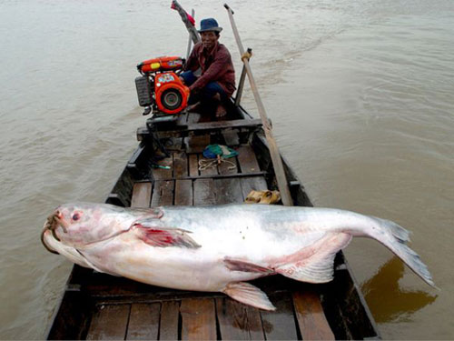 géant poisson au fleuve Mékong