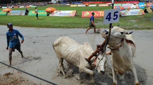 Un accident des vaches