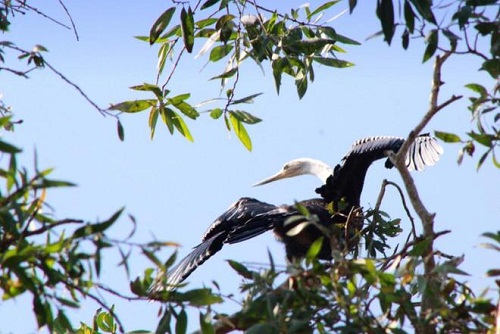 Giang Sen est un oiseau rare dans la liste de conservation