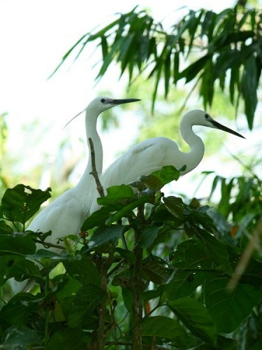 Le jardin des cigognes de Tan Long