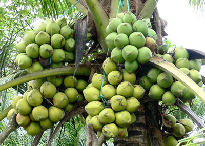 noix de coco à Ben Tre