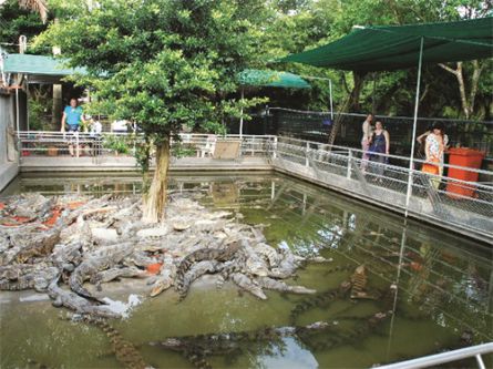 élevage de crocodiles - Croisière Delta du Mékong