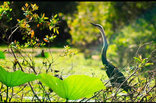 oiseau-foret-cajeputier