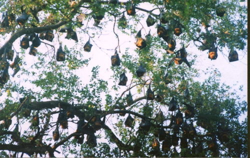 Pagode des chauves-souris à Soc Trang au delta du Mékong
