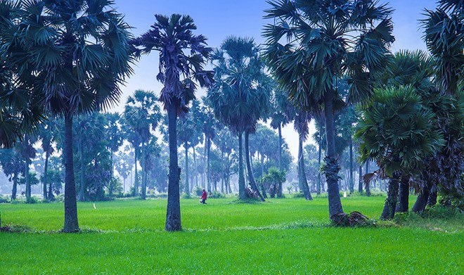 rizières verdoyantes entremêlées d’abondants palmiers à sucre
